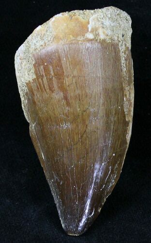 Large Mosasaur (Prognathodon) Tooth #21510